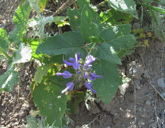Salvia kuznetzovii