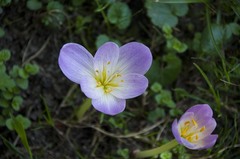 Colchicum speciosum