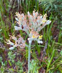 Lachnanthes caroliniana image