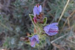 Lobostemon argenteus