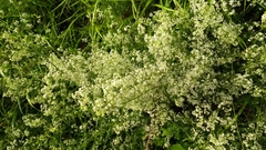 Galium lucidum