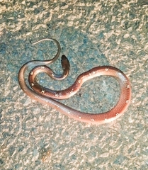 Lycodon anamallensis