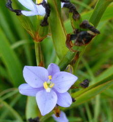 Aristea ensifolia
