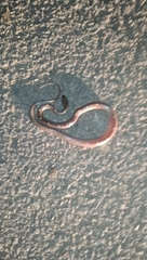 Lycodon anamallensis