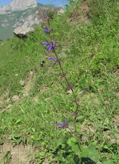 Salvia kuznetzovii