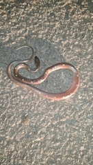 Lycodon anamallensis