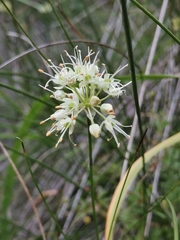 Allium ericetorum