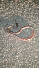 Lycodon anamallensis