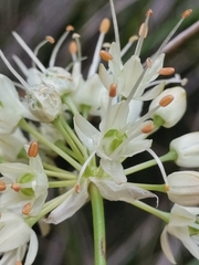 Allium ericetorum