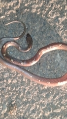 Lycodon anamallensis