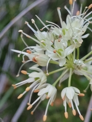 Allium ericetorum