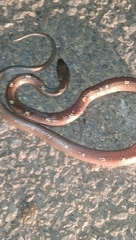 Lycodon anamallensis