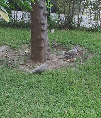 Streptopelia decaocto