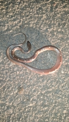 Lycodon anamallensis