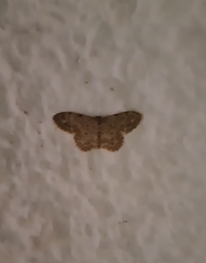 Idaea libycata