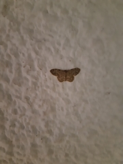 Idaea libycata