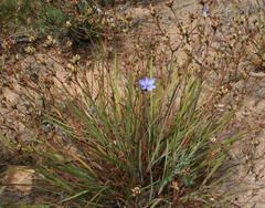 Aristea dichotoma