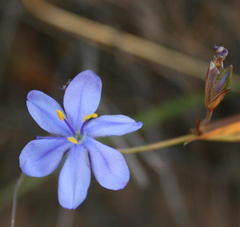 Aristea dichotoma