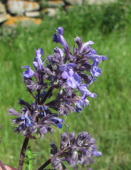 Nepeta grandiflora