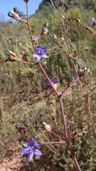 Aristea inaequalis