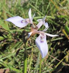 Moraea elliotii