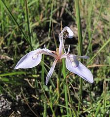 Moraea elliotii