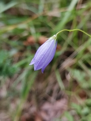 Campanula cespitosa