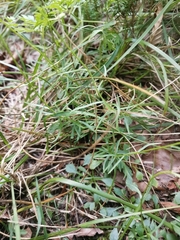 Campanula cespitosa