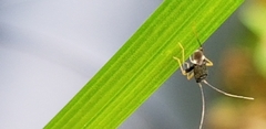 Microtechnites bractatus