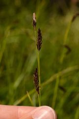 Carex frigida