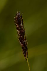 Carex frigida