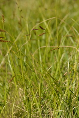 Carex frigida