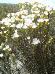 Lampranthus caudatus