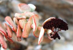 Crassula sladenii