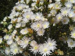 Lampranthus caudatus