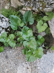 Petasites paradoxus