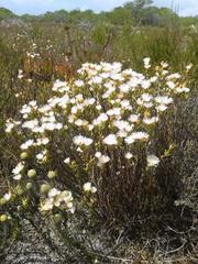 Lampranthus caudatus