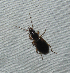 Cymindis limbata