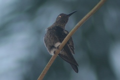 Eupetomena cirrochloris