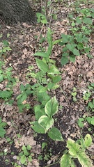 Vincetoxicum rossicum