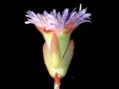 Lampranthus caudatus