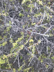 Adenostoma fasciculatum prostratum