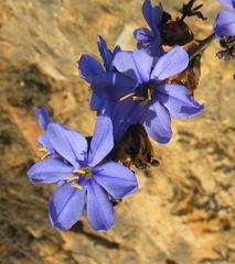 Aristea bracteata