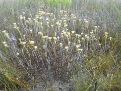 Lampranthus caudatus