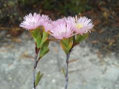 Lampranthus caudatus