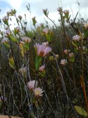 Lampranthus caudatus