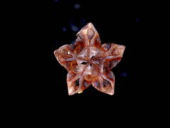 Lampranthus caudatus