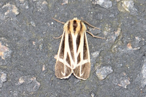 Nais Tiger Moth photo 4
