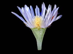 Lampranthus caudatus