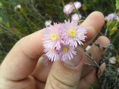 Lampranthus caudatus